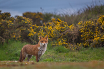 Red Fox or Vulpes vulpes close-up, Image shows the lone fox on the edge of a park on the outskirts of London 