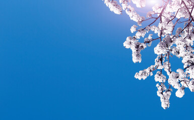 wonderful view of blossomong cherry tree at morning sunlight, amazing nature macro scene