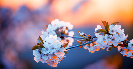 wonderful view of blossomong cherry tree at morning sunlight, amazing nature macro scene