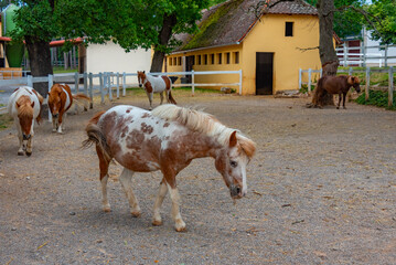 Foal of Lipizzan horses in Slovenian village Lipica
