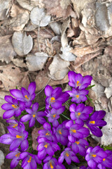 purple crocus flowers on dry leaves background in spring garden