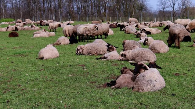 a flock of sheep with an electronic fence 4k 30fps video