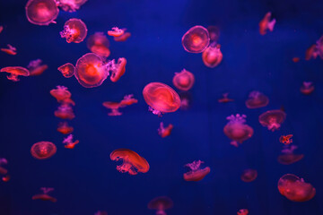 Mediterranean jellyfish, Cotylorhiza tuberculata or fried egg jellyfish swimming in aquarium with red illumination of neon light. Aquatic organism, animal, undersea life, biodiversity