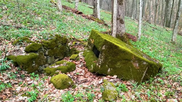 2 World War Arpad Line in the Carpathians -Hungary, now Ukraine. In the beech forest of Transcarpathia, old trenches and dugouts, reinforced concrete hexagonal small pillboxes with an embra