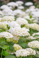 Bushes of Hydrangea arborescens flower in the garden, White hortensia in a park close up. Natural floral pattern background, landscape design.