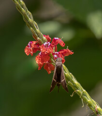 Brown Long-tailed Skipper closeup  on red snakeweed blooms in Costa Rica