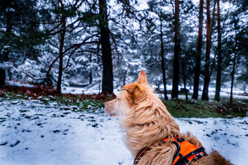 Profile shot captures brown-and-white dog in orange harness admiring snowy forest backdrop.