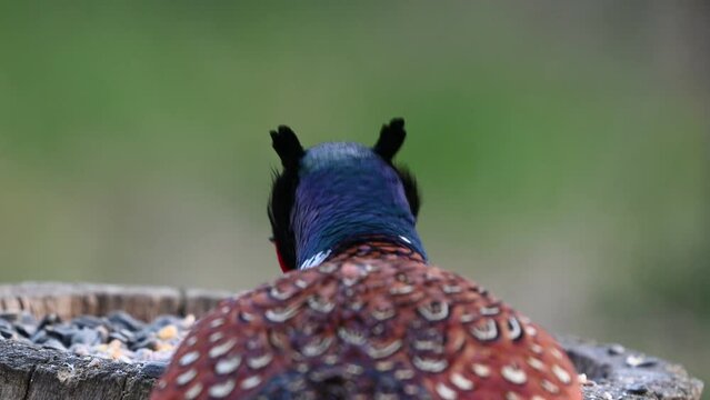 Head colorful male Common Pheasant Scientific name Phasianus colchicus, in the wild. Close up. A male pheasant eats seeds from a bird feeder.