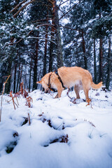 Canine companion, snowy forest, digs with enthusiasm, embodying respect for nature.