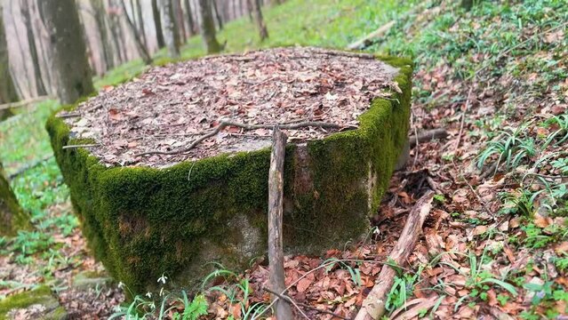 2 World War Arpad Line in the Carpathians -Hungary, now Ukraine. In the beech forest of Transcarpathia, old trenches and dugouts, reinforced concrete hexagonal small pillboxes with an embra