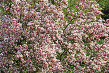 pink and white lilac flowers from magnolia tree