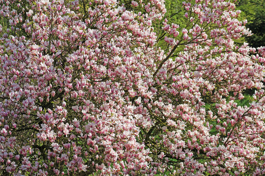 pink and white lilac flowers from magnolia tree