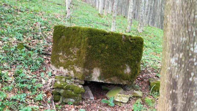 2 World War Arpad Line in the Carpathians -Hungary, now Ukraine. In the beech forest of Transcarpathia, old trenches and dugouts, reinforced concrete hexagonal small pillboxes with an embra