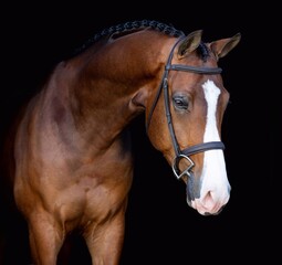 Fototapeta premium Elegant horse portrait on black backround. horse head isolated on black. Portrait of stunning beautiful horse isolated on dark background. horse portrait close up on black background.studio shot . 