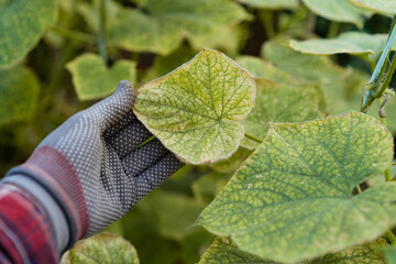 Dry and yellow cucumber leaves, the concept of problems in the garden