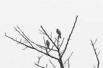 two birds on a tree black and white