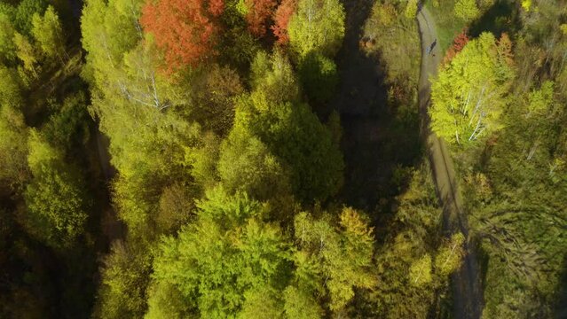 Bird's eye view of the Carpathians in autumn, a drone flies over Ukraine. beech, birch and conifer forests of fantastic color, dirt roads for travel