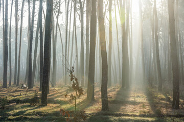 Beautiful sun rays in a foggy, morning, pine forest