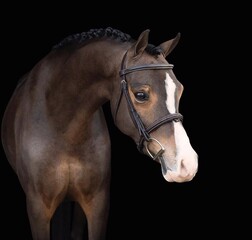 Elegant horse portrait on black backround. horse head isolated on black.
Portrait of stunning beautiful horse isolated on dark background.
 horse portrait close up on black background.studio shot .
