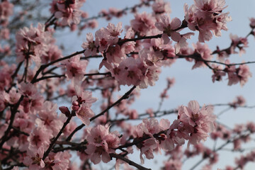 Blooming peach tree branches with pink flowers in the garden in spring