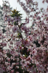 Flowering prunus nipponica Matsum tree in spring in the garden