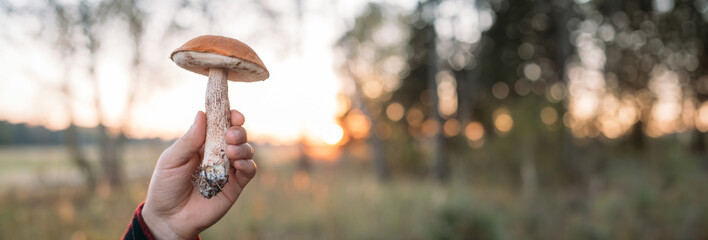 Mushroom in hand against the background of trees in the forest. - obrazy, fototapety, plakaty