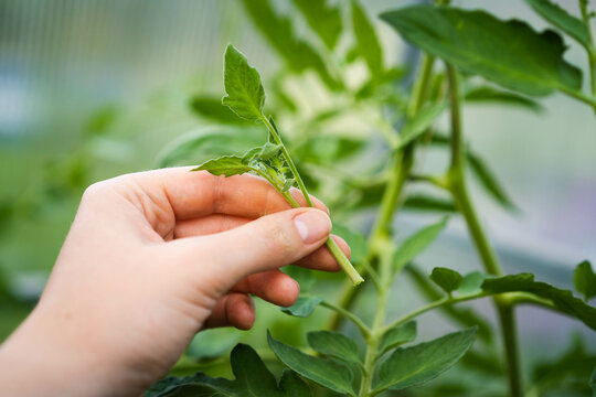Close-up of tomatoes in the greenhouse, removal of stepchildren for a good harvest