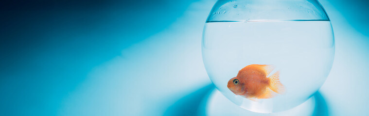 Goldfish in a round aquarium on a blue background.