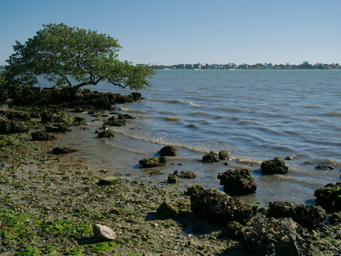 View over large rocks with barnacles near shorelines towards isolated green trees on the left. Boca Ciega Bay at Abercrombie Park In St. Petersburg, FL. Sunny day with blue sky. Small waves in water.
