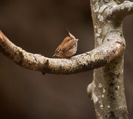 Eurasian wren singing