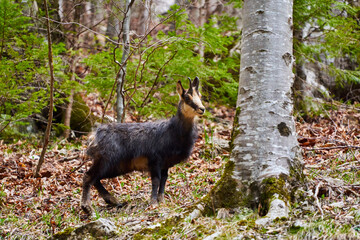 Chamois mountain goat on a cliff
