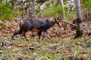 Chamois mountain goat on a cliff