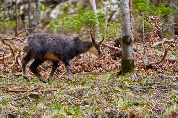 Chamois mountain goat on a cliff