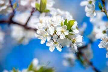Cherry blossom branch in the garden in spring
