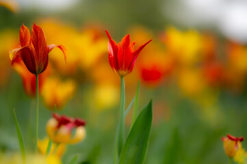 Orange-rote Tulpe in einem Blütenfeld im Frühjahr