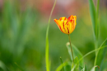 Gelb-rot-gestreifte Tulpe freigestellt vor einem Frühlingsblüten-Bokeh-Hintergrund