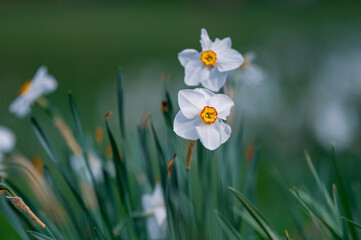 Dichter-Narzisse (Narcissus poeticus) auf einer Frühlingswiese vor zartem grünen Hintergrund