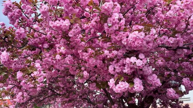 bright picturesque color of sakura, delicate petals against the background of the spring sky of Ukraine. This tree is becoming increasingly popular in Europe in cities and parks.