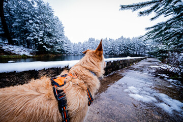Profile angle, brown-and-white dog in snowy woodland scenery near lake.