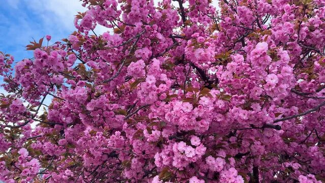 bright picturesque color of sakura, delicate petals against the background of the spring sky of Ukraine. This tree is becoming increasingly popular in Europe in cities and parks.
