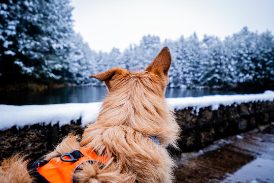 Profile photo captures furry canine companion against snowy woodland and lake backdrop.