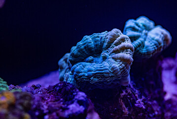 Caulastrea Koralle in einer blauen LED-Beleuchtung - obrazy, fototapety, plakaty