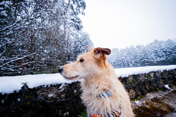 Portrait photo showcases affectionate pet amidst snowy woodland, promoting care for nature.