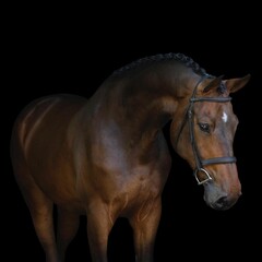 Obraz premiumElegant horse portrait on black backround. horse head isolated on black. Portrait of stunning beautiful horse isolated on dark background. horse portrait close up on black background.studio shot .