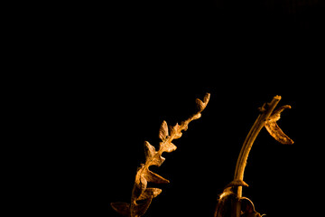 dried fern tip with black background in macro horizontal