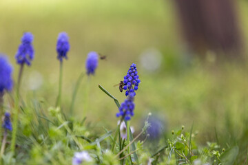 flowers in the grass