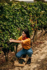 Skilled woman in action, gathering grapes with precision in a picturesque vineyard