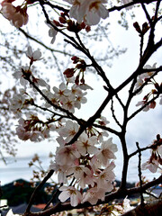 blossom