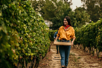 Passionate woman immersed in the timeless tradition of grape harvesting in the vineyard