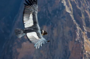 Rolgordijnen Condor © Galyna Andrushko